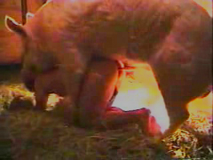 Pig animal porn video